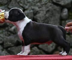 Американски стафордшир териер – красиви кученца