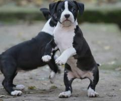 Американски стафордшир териер – красиви кученца