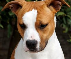 Американски стафордшир териер – красиви кученца