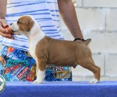 Американски стафордшир териер – красиви кученца