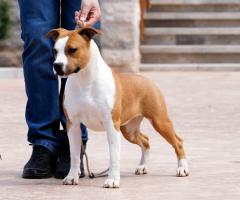 Американски стафордшир териер – красиви кученца