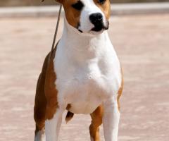 Американски стафордшир териер – красиви кученца