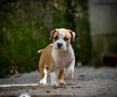 Американски стафордшир териер – красиви кученца