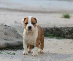 Американски стафордшир териер – красиви кученца