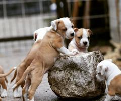 Американски стафордшир териер – красиви кученца