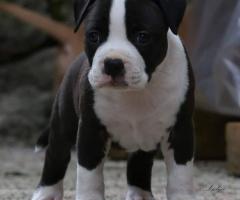 Американски стафордшир териер – красиви кученца