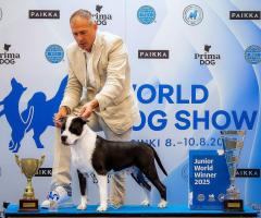 Американски стафордшир териер – красиви кученца