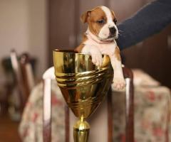 Американски стафордшир териер – красиви кученца