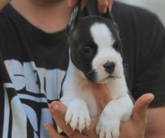 Американски стафордшир териер – красиви кученца