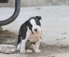 Американски стафордшир териер – красиви кученца