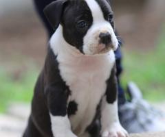 Американски стафордшир териер – красиви кученца