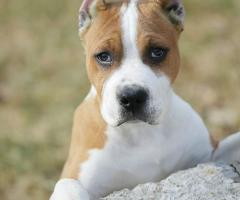 Американски стафордшир териер – красиви кученца