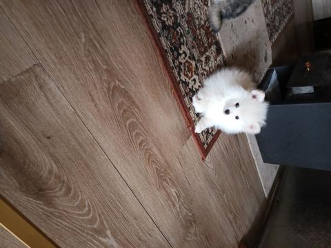 Продавам померан