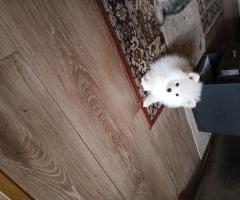 Продавам померан