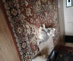 Продавам померан