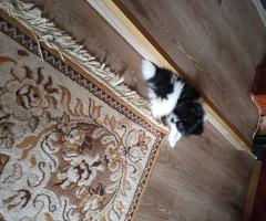 Продавам померан