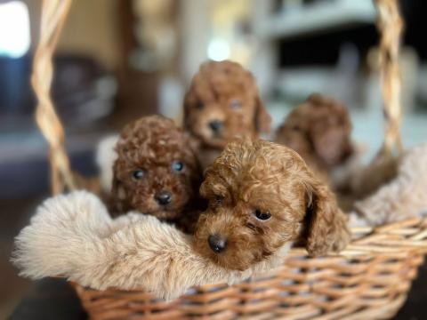 Той пудел – красиви кученца