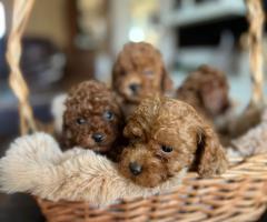 Той пудел – красиви кученца