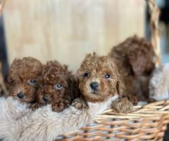 Той пудел – красиви кученца