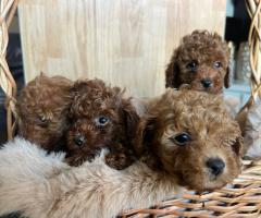 Той пудел – красиви кученца