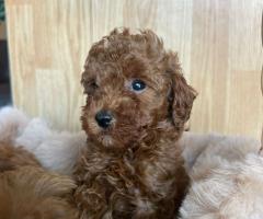 Той пудел – красиви кученца