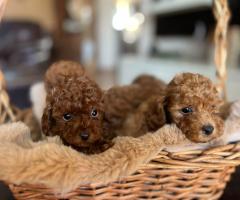 Той пудел – красиви кученца