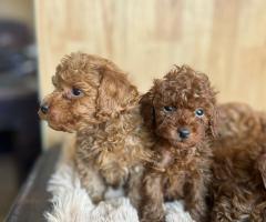 Той пудел – красиви кученца