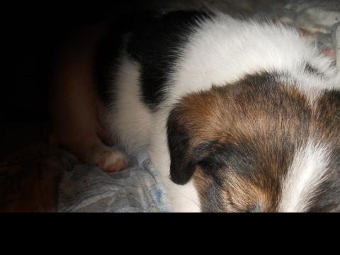 продавам джак ръсел териер