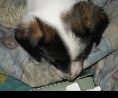 продавам джак ръсел териер