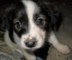 продавам джак ръсел териер