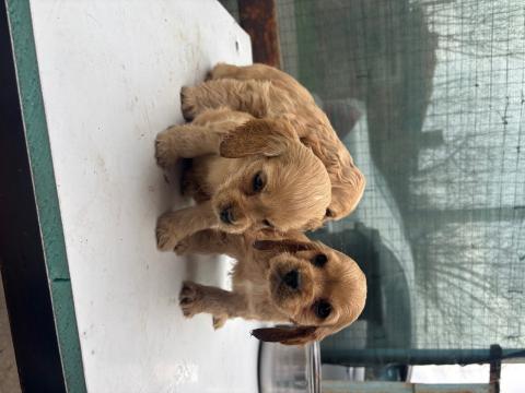 Кокер шпаньоли