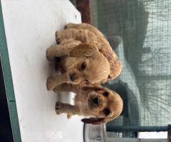 Кокер шпаньоли