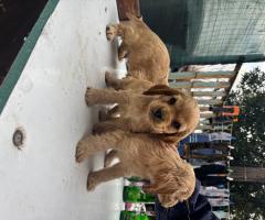 Кокер шпаньоли