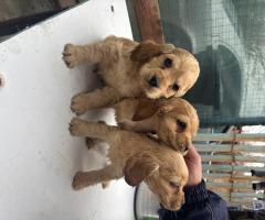 Кокер шпаньоли