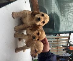 Кокер шпаньоли