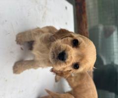 Кокер шпаньоли