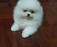 Супер очарователни кученца Померан