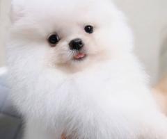 Супер очарователни кученца Померан