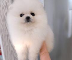 Супер очарователни кученца Померан