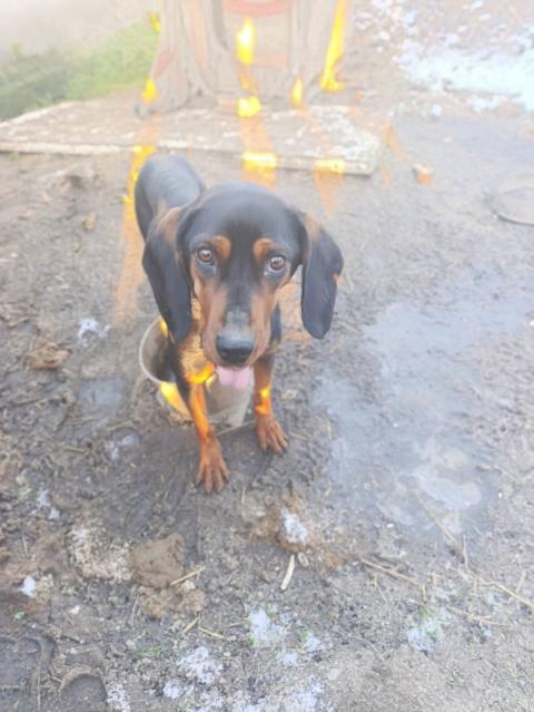 Продават се малки кученца порода ,,БЪЛГАРСКО ГОНЧЕ,,