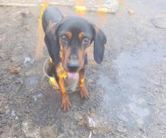 Продават се малки кученца порода ,,БЪЛГАРСКО ГОНЧЕ,,