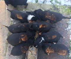 Продават се малки кученца порода ,,БЪЛГАРСКО ГОНЧЕ,,