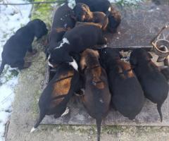 Продават се малки кученца порода ,,БЪЛГАРСКО ГОНЧЕ,,