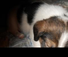 продавам джак ръсел териер