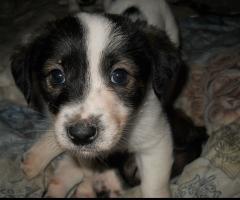 продавам джак ръсел териер