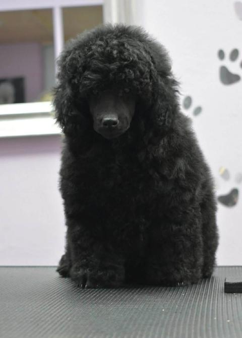 Миниатюрен пудел – мъжко кученце