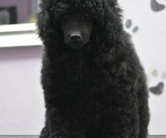 Миниатюрен пудел – мъжко кученце