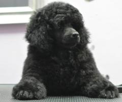 Миниатюрен пудел – мъжко кученце