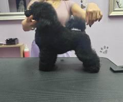 Миниатюрен пудел – мъжко кученце