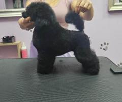 Миниатюрен пудел – мъжко кученце